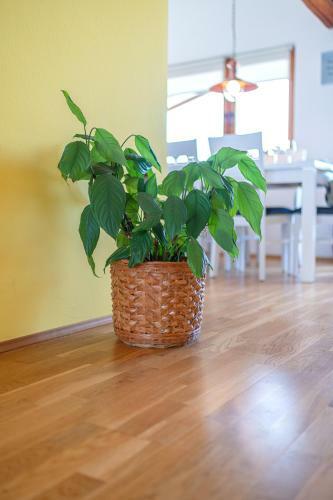 Apartman Skroza