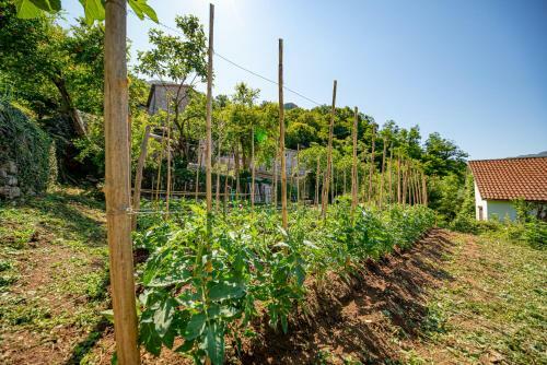 Bed & Breakfast Ethno House Osobak