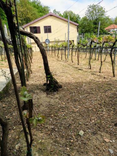 Apartamento Guest House Radoman