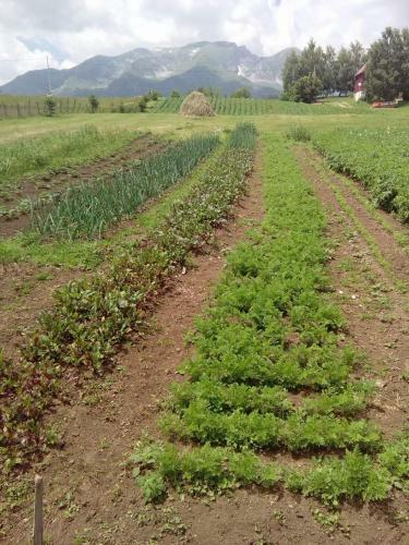 Hostal Organic Family Farm