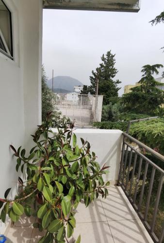 Nikoli? Apartmani