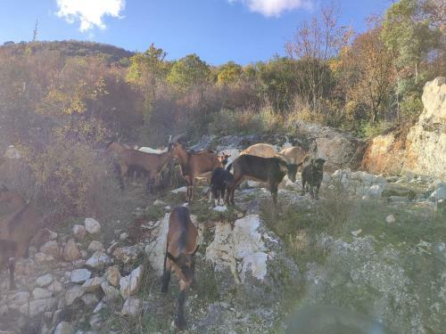 Skadar Lake Sara 3 Dm
