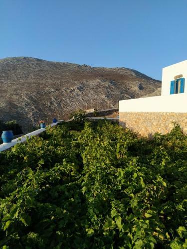 Cycladic Houses In Rural Surrounding