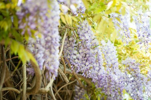 Old Wisteria Hotel