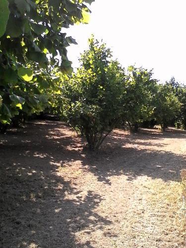 Agroturismo La Casa Dei Masue'
