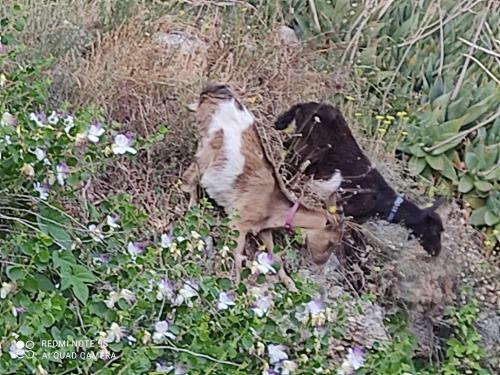 Bed & Breakfast La Gallina Nel Castello