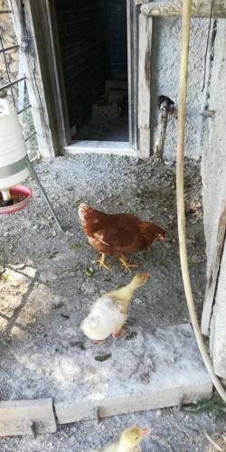 Bed & Breakfast La Gallina Nel Castello