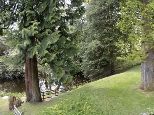 Redwoods