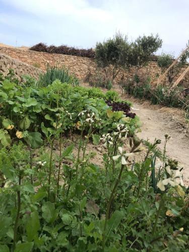 Dar Il-hena Organic B&B