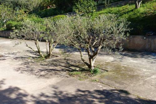 Apartamento Les Oliviers