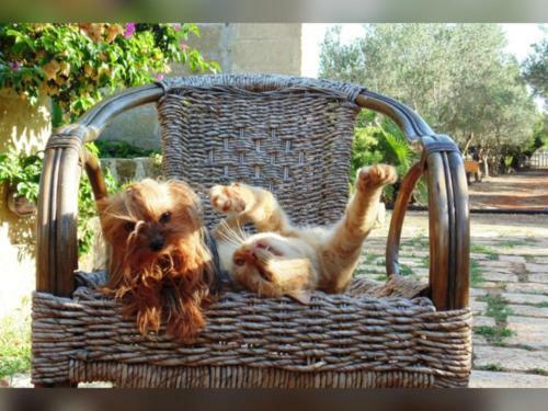 Bed & Breakfast Masseria Isola Verde