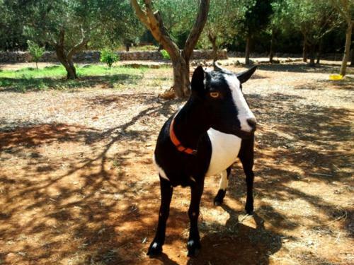Bed & Breakfast Masseria Isola Verde