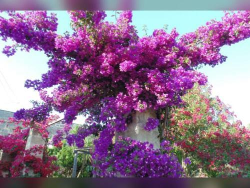 Bed & Breakfast Masseria Isola Verde