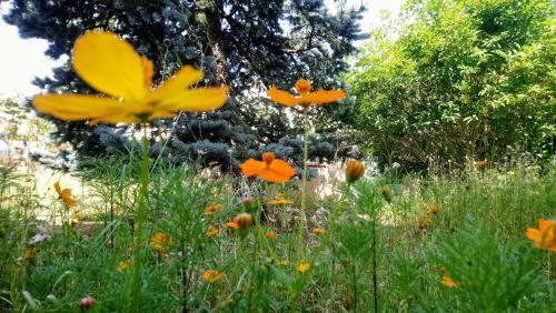 Bed & Breakfast Fleurs De Cosmos