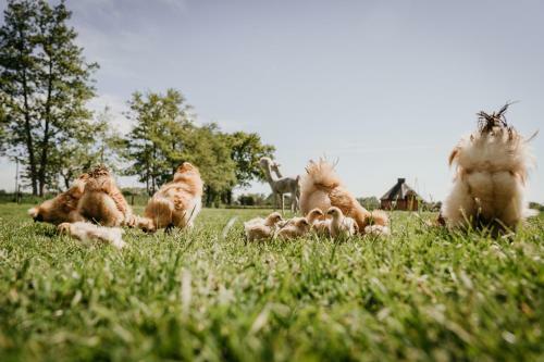 Inner Stillness Wellness Retreat