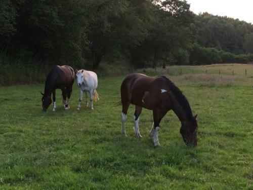 Hostal Woodmill Farm