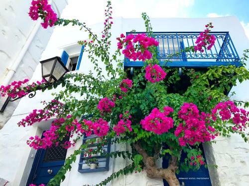 Next To The Bougainvillea!