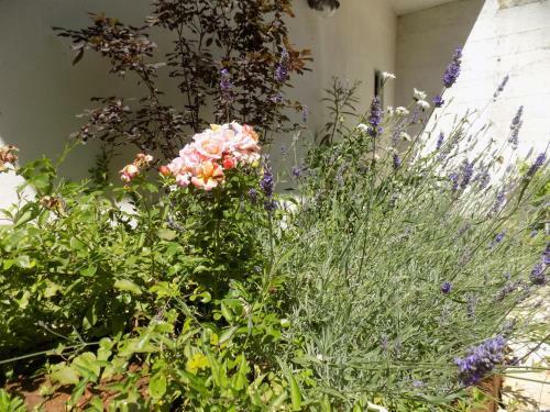 Hostal Room In Bb - Bb Il Leccio , Umbria