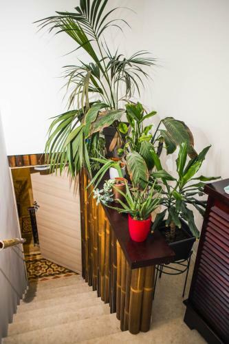 Hostal City Dacha