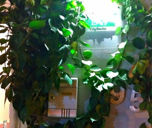 Hostal City Dacha