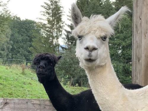 Agroturismo Exenbacher Hof