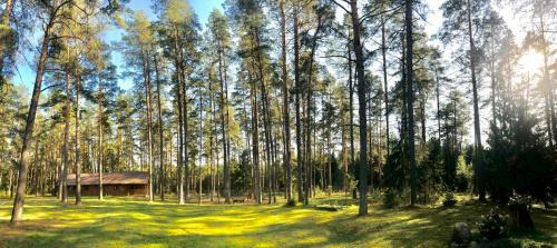 Rojaus Slenis
