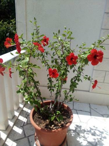 Apartman Hibiskus