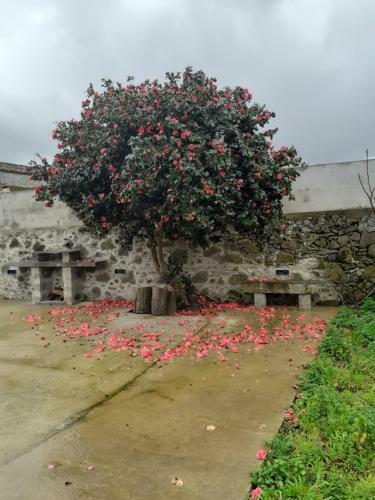 Bed & Breakfast Basaltic Guest House Achadinha