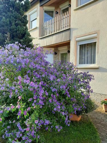 Hostal M�rocz Vend�gh�z