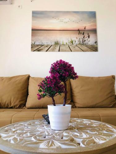 Apartments Albin