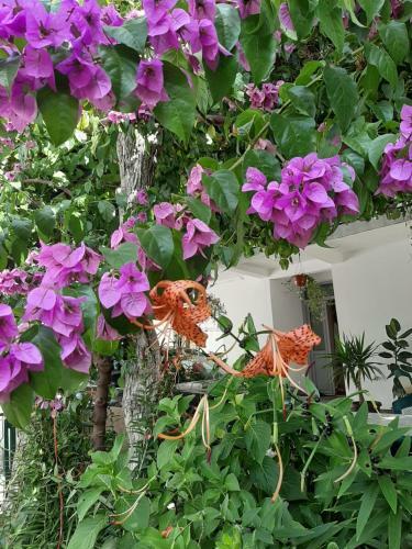 Hostal Guesthouse Dona