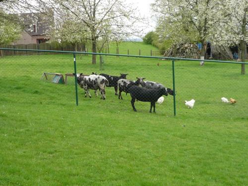 Hoeve Mingels