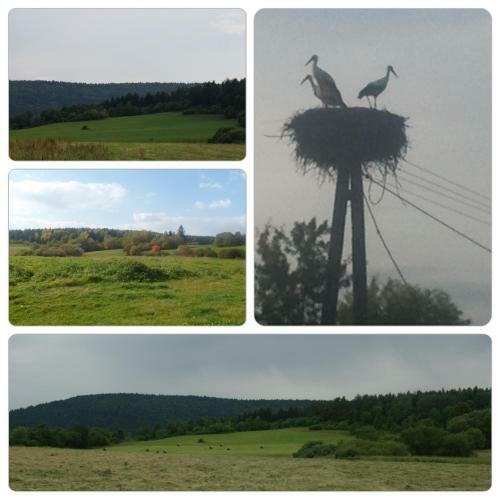 Waszczyszyn�wka