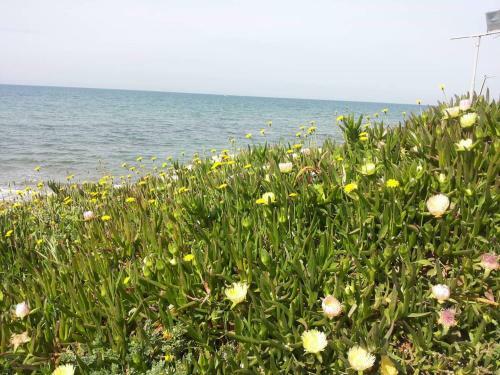 Apartamento Alga Marina