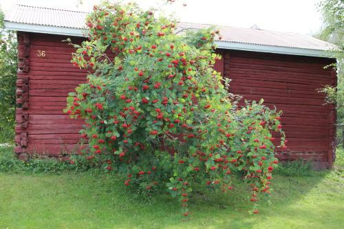 Apartamento Y� Kotikoivun Rauhassa