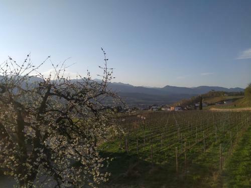 Apartamento Weingut Lahn Zu Eppan