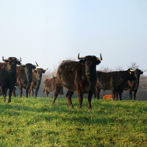 Bed & Breakfast Ranch Bignaou