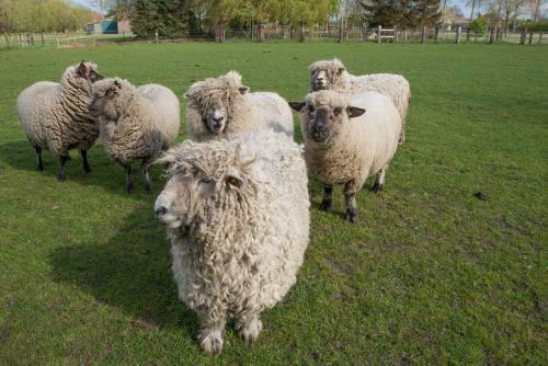 Boeren Biezen Bed Landelijk