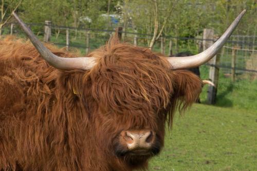 Boeren Biezen Bed Landelijk