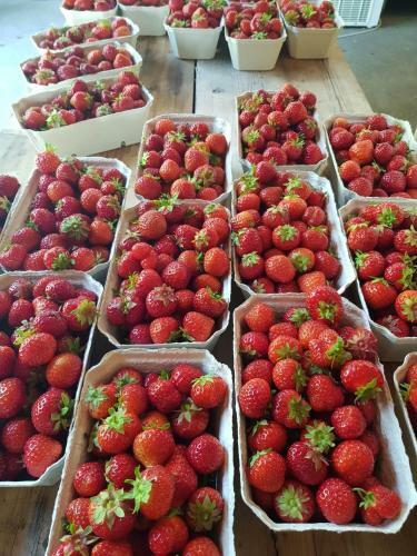 Agroturismo Solneset Farm