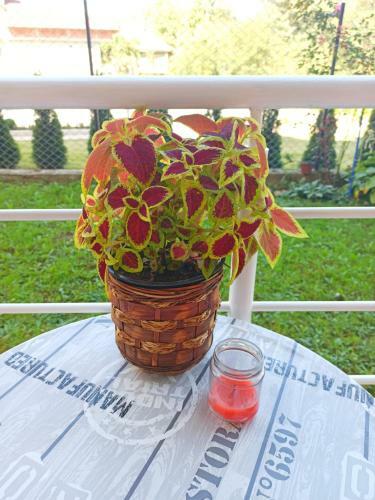 Apartman Sunce