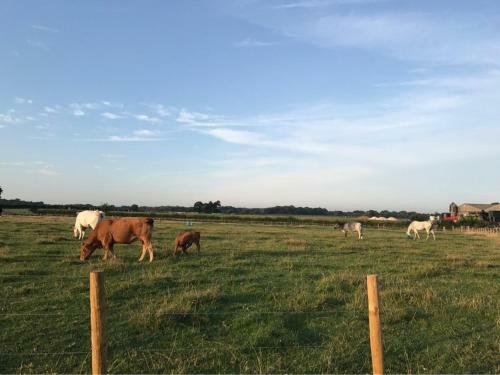 Shepherdshuts-southeast