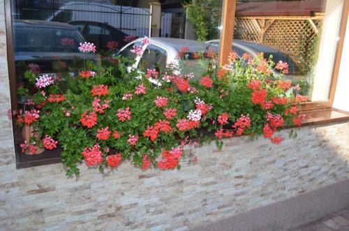Hostal Vila Andrei
