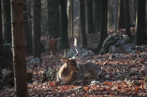 Apartman Sara - Delnice