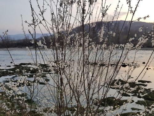 Drina's Heart