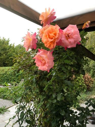 Apartamento The Rose Cottage