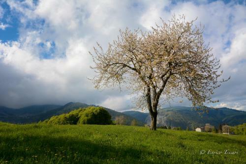 Apartamento Il Fauno