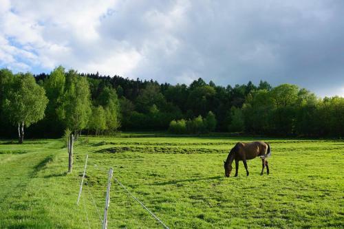 Kosarz�wka