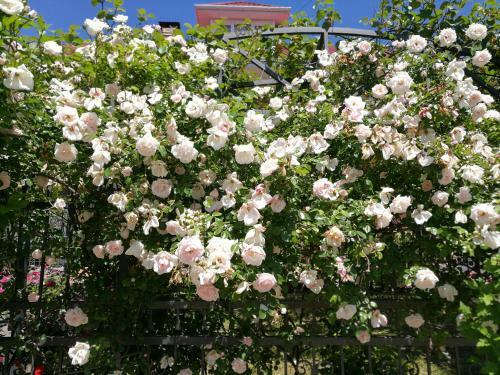Hostal Guest House Villa Roza
