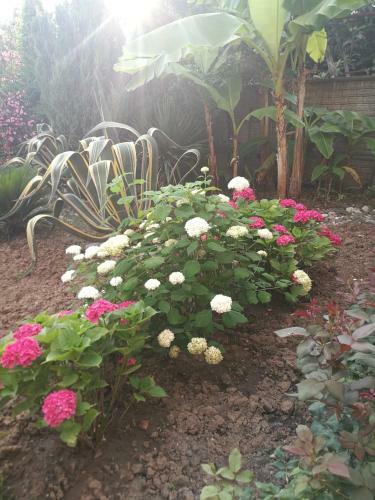 Hostal Guest House Villa Roza